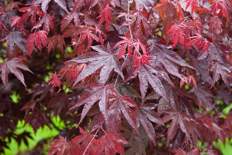 Acer palmatum 'Bloodgood', Japanese Maple Bloodgood, Tree with fall color, Fall color, Attractive bark Tree, purple leaves, Purple Acer, Purple Japanese Maple, Purple Maple, Acer palmatum atropurpureum 'Bloodgood'